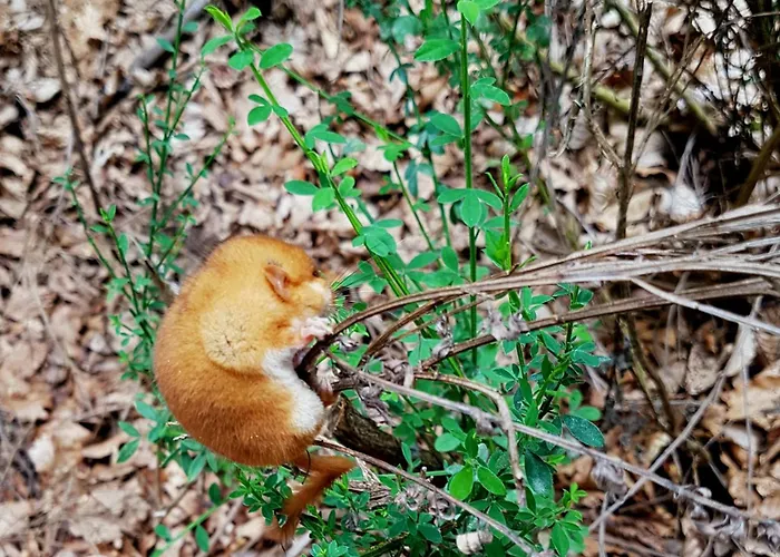 Park Bellavista 4* Gambarie dʼAspromonte