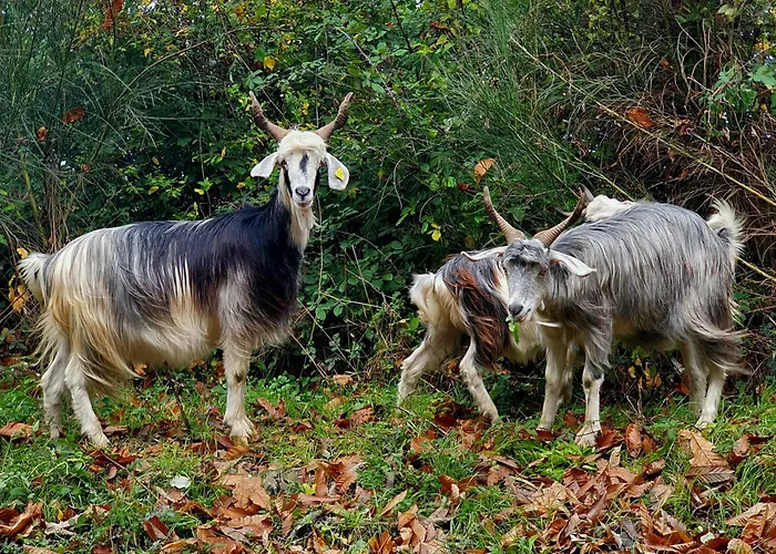 מלון Park Bellavista Gambarie dʼAspromonte